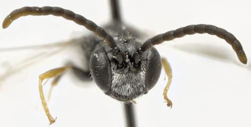 Psenulus concolor
